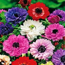 anemon-zawilec-pelny-st-brigid-mieszanka-mix-10-szt-zawilce-anemony-cebulki