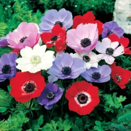 anemon-zawilec-pojedynczy-de-caen-mix-10-szt-zawilce-anemony-cebulki