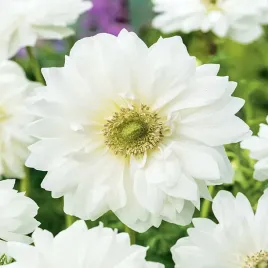 anemon-zawilec-pelny-bialy-mount-everest-10-szt-zawilce-anemony-cebulki