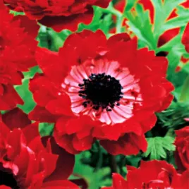 anemon-zawilec-pelny-czerwony-governor-10-szt-zawilce-anemony-cebulki