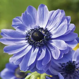 anemon-zawilec-pelny-niebieski-lord-lieutenant-10-szt-zawilce-anemony