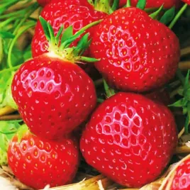 bardzo-plenna-i-slodka-truskawka-polka-10-szt-sadzonek-doniczkowanych