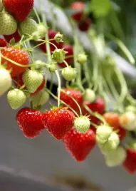 truskawka-murzynka-10-szt-sadzonek-doniczkowanych