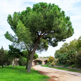 sosna-pinia-nasiona-egzotyczne