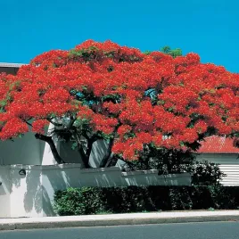 plomien-afryki-plonace-drzewo-nasiona-egzotyczne