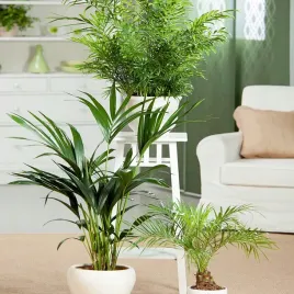 palmy-mieszanka-nasiona-kwiatow