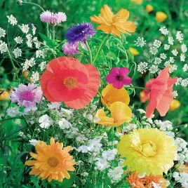 mieszanka-antysmogowa-500g-nasiona-kwiatow-szybki-wzrost-mieszanka-odmian