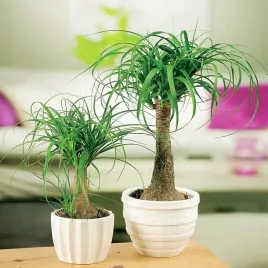 beukarnea-wygieta-nasiona-egzotyczne