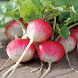 rzodkiewka-krakowianka-nasiona-warzyw-rzodkiewki