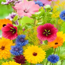 mieszanka-przyciagajaca-trzmiele-1000g-nasiona-kwiatow