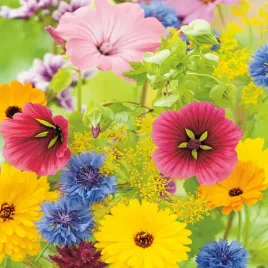 mieszanka-roslin-miododajnych-tereny-podmokle-1000g-nasiona-kwiatow