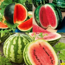 arbuz-mix-odmian-nasiona-arbuza-warzyw-plenny-odporny
