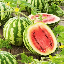 arbuz-kawon-sugar-baby-nasiona-arbuza-odporne-plenny-slodki-soczysty