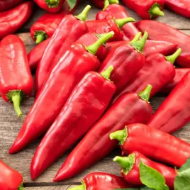 papryka-ostra-cyklon-cyklon-pol-wczesna-czerwona-ostra-nasiona-papryki