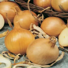 cebula-kristine-nasiona-cebuli-warzyw-plenna