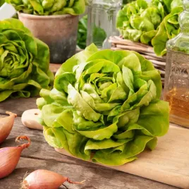 salata-maslowa-marysienka-wczesna-j-zielona