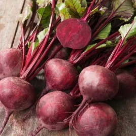 burak-cwiklowy-astar-idealny-na-soki-i-koncentraty-nasiona-buraka