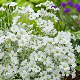 rogownica-biebersteina-biala-nasiona-kwiatow