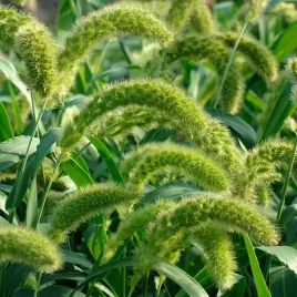 nasiona-trawytrawa-ozdobna-wlosnica