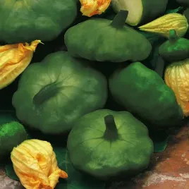 dynia-zwyczajna-gagat-patison-nasiona-dyni-warzyw