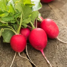 rzodkiewka-kulista-frida-f1-wczesna-nasiona-warzyw