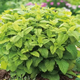 melisa-lekarska-100g-nasiona-ziol-melisy-zdrowe