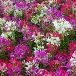 kleoma-ciernista-mieszanka-nasiona-kwiatow