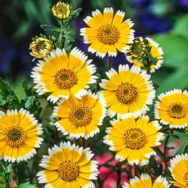 laja-zolto-biala-nasiona-kwiatow