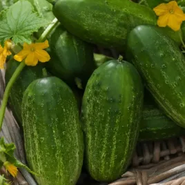 ogorek-korniszon-grot-f1-wczesny-nasiona-warzyw-ogorki-gruntowe