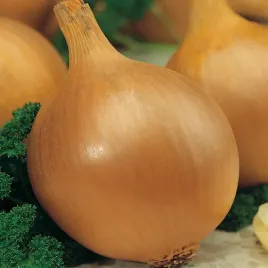 cebula-efekt-pozna-do-przechowywania-nasiona-warzyw-cebuli