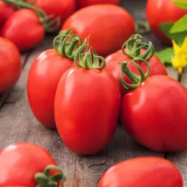pomidor-karlowy-frodo-sr-wczesny-plenny-i-odporny-nasiona-pomidorow