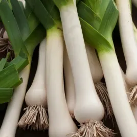 por-baca-zbior-jesienny-nasiona-pora-warzyw-plenny