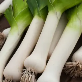 por-bartek-nasiona-pora-warzyw-smaczny