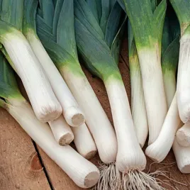 por-janosik-pozny-nasiona-pora-warzyw-gruby