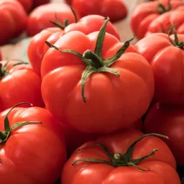 pomidor-wysoki-palava-szklarnia-pomidory-nasiona-pomidorow