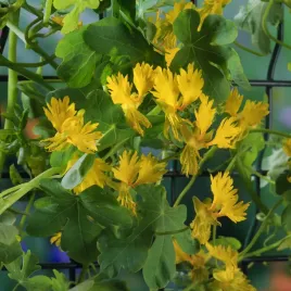 nasturcja-kanadyjska-zolta-nasiona-kwiatow-ozdobnych-pnacze-latwa-uprawa