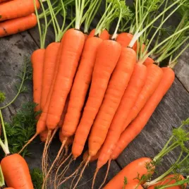 marchew-kinga-f1-wczesna-nasiona-marchwi