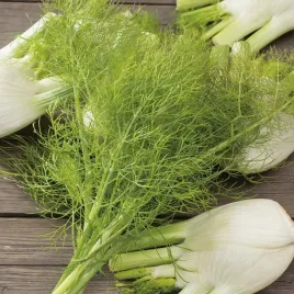 koper-wloski-fenkul-nasiona-warzyw-kopru