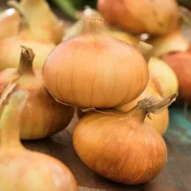 cebula-cyklop-sredniopozna-nasiona-warzyw-cebuli