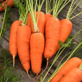 marchew-blanka-pozna-nasiona-warzyw