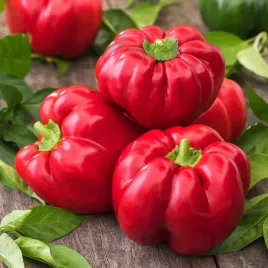 papryka-slodka-czerwona-dumas-typ-pomidorowy-nasiona-papryki-warzyw