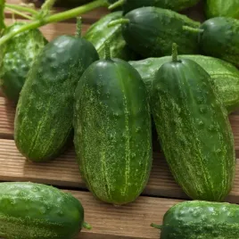 ogorek-korniszon-rufus-f1-sredniowczesny-nasiona-ogorkow-ogorki-gruntowe