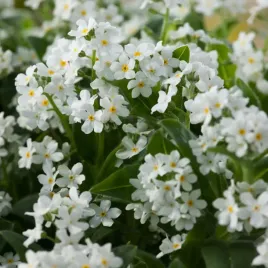 niezapominajka-biala-nasiona-kwiatow