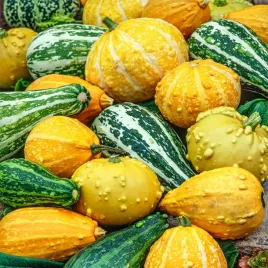 dynia-ozdobna-warted-mieszanka-owoce-z-wypustkami-nasiona-dyni