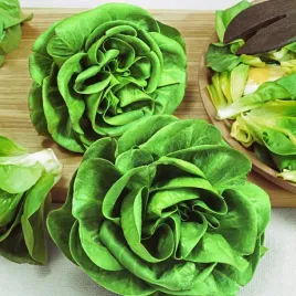 cykoria-a-grumolo-bionda-lisciowa-caloroczna-pelna-witamin-nasiona-cykrri