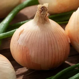 cebula-cordia-f1-sredniopozna-odporna-nasiona-cebuli-warzyw