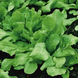 cykoria-zuccherina-di-trieste-lisciowa-nasiona