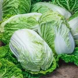 kapusta-pekinska-elza-f1-sredniowczesna-nasiona
