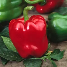 papryka-slodka-bogna-j-seledynowa-do-czerwonej-nasiona-warzyw