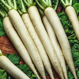 rzodkiew-mino-early-letnia-biala-dluga-nasiona